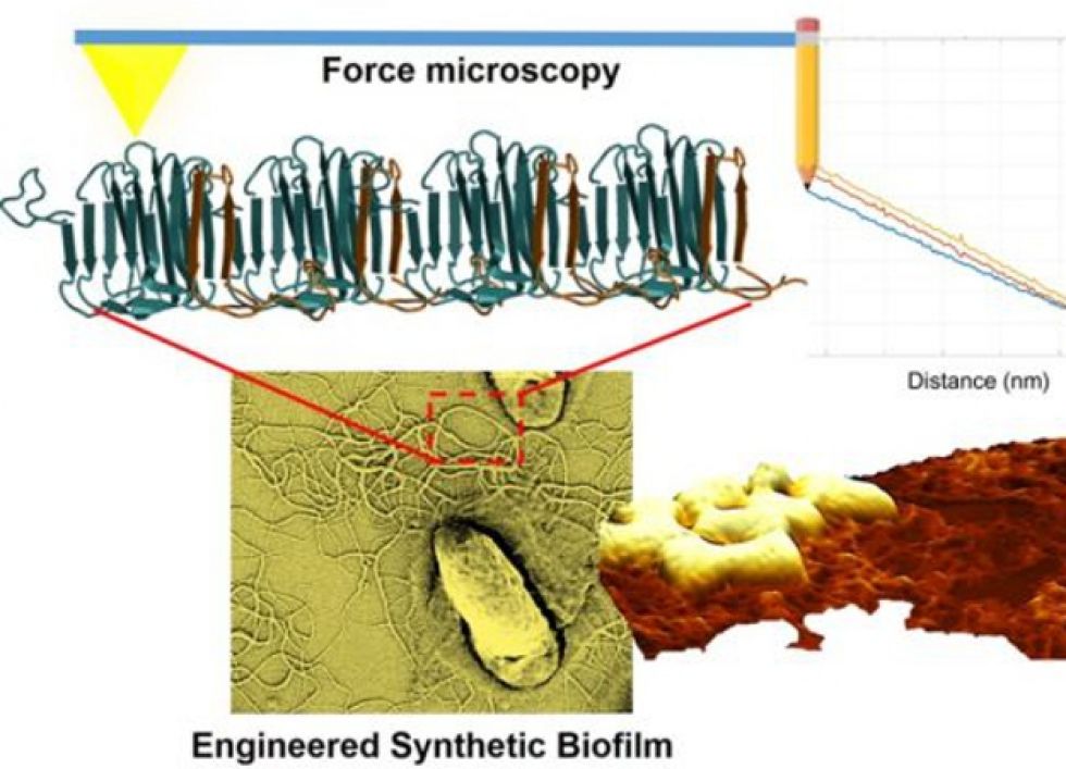 Biyolojik Malzemelerin Atomik Mikroskopi Grntleme ve Spektroskopisi